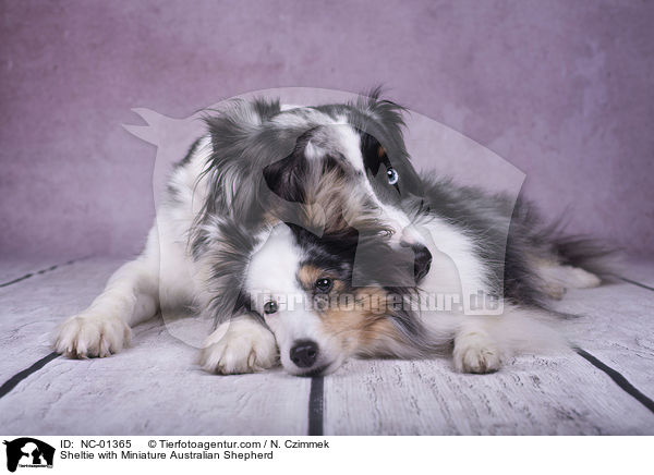 Sheltie with Miniature Australian Shepherd / NC-01365