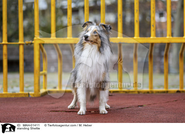 stehender Sheltie / standing Sheltie / MAH-01411