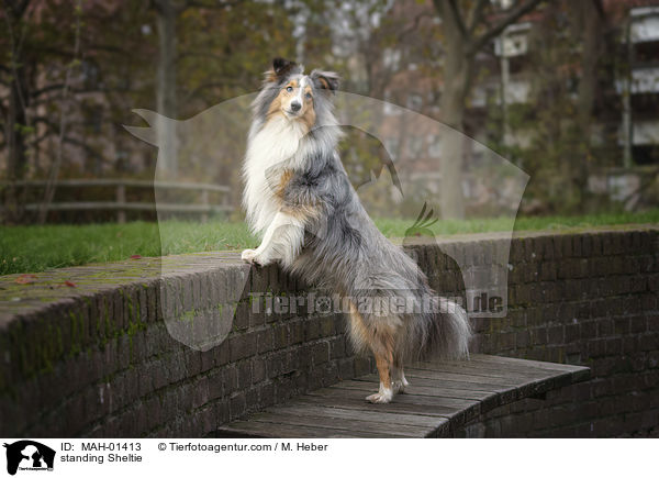 stehender Sheltie / standing Sheltie / MAH-01413