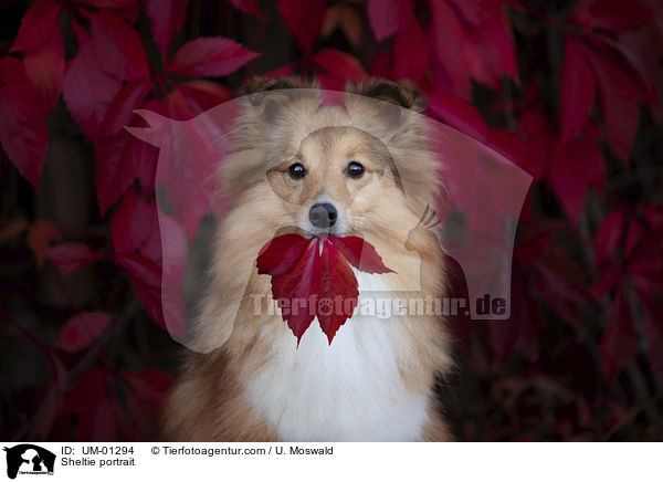Sheltie Portrait / Sheltie portrait / UM-01294
