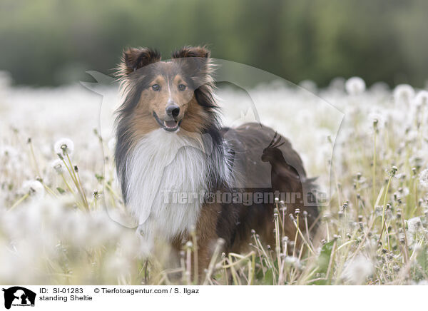 stehender Sheltie / standing Sheltie / SI-01283