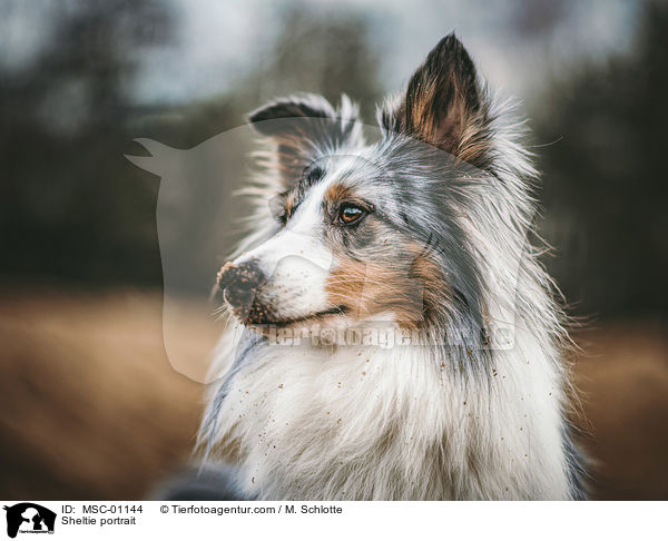 Sheltie Portrait / Sheltie portrait / MSC-01144