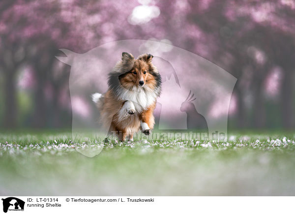 rennender Sheltie / running Sheltie / LT-01314