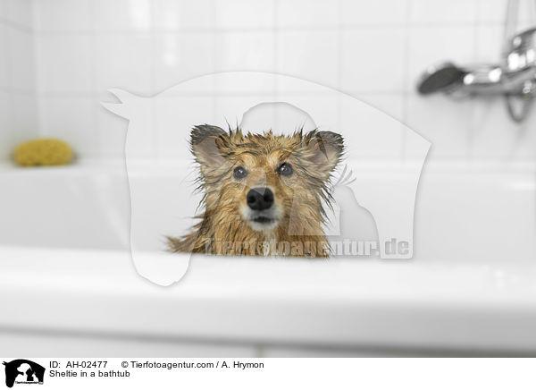 Sheltie in einer Badewanne / Sheltie in a bathtub / AH-02477