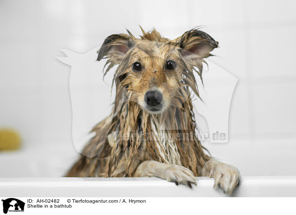 Sheltie in einer Badewanne / Sheltie in a bathtub / AH-02482