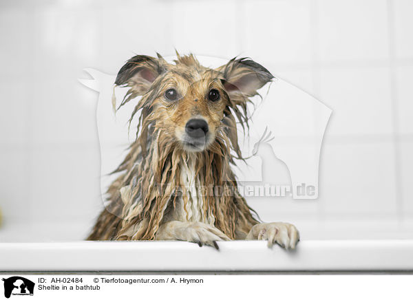 Sheltie in einer Badewanne / Sheltie in a bathtub / AH-02484