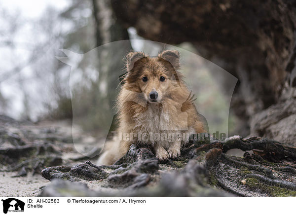 Sheltie / Sheltie / AH-02583