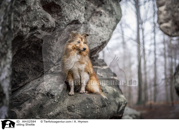 sitzender Sheltie / sitting Sheltie / AH-02584