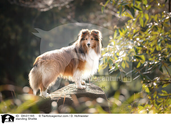 standing Sheltie / DH-01165