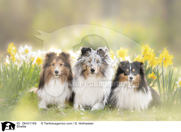 Sheltie / Sheltie / DH-01169