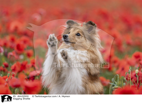 Sheltie macht Mnnchen / begging Sheltie / AH-02930