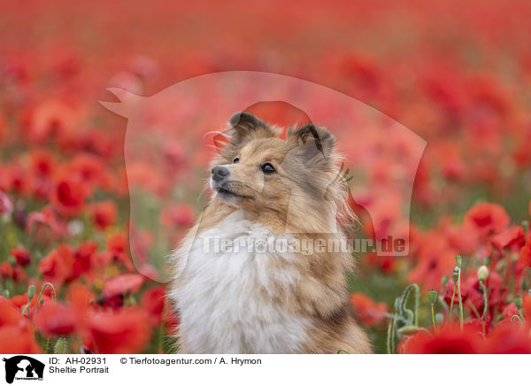 Sheltie Portrait / Sheltie Portrait / AH-02931