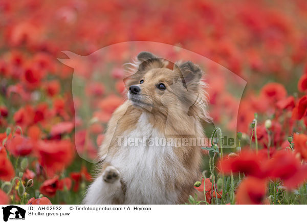 Sheltie gibt Pftchen / Sheltie gives paw / AH-02932
