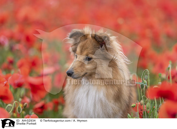 Sheltie Portrait / Sheltie Portrait / AH-02934