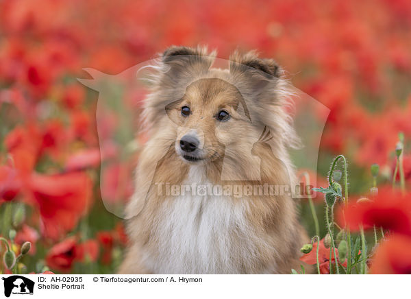 Sheltie Portrait / Sheltie Portrait / AH-02935