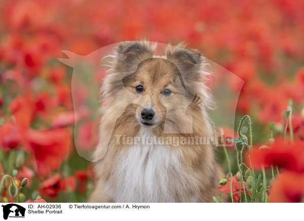 Sheltie Portrait / Sheltie Portrait / AH-02936