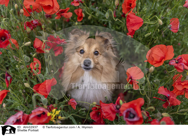 Sheltie Portrait / Sheltie Portrait / AH-02937