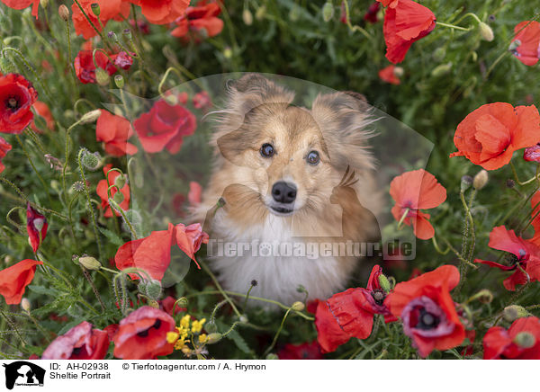 Sheltie Portrait / Sheltie Portrait / AH-02938