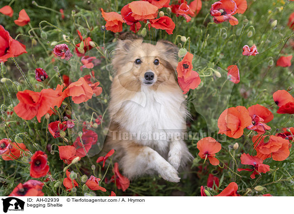Sheltie macht Mnnchen / begging Sheltie / AH-02939