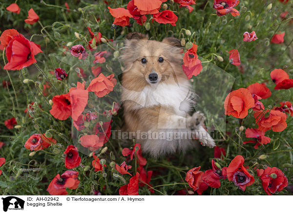 Sheltie macht Mnnchen / begging Sheltie / AH-02942