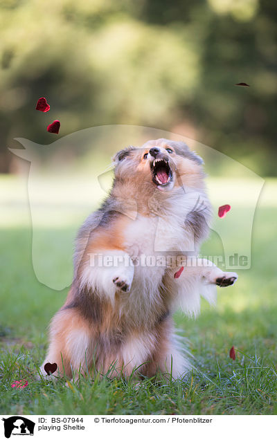 playing Sheltie / BS-07944