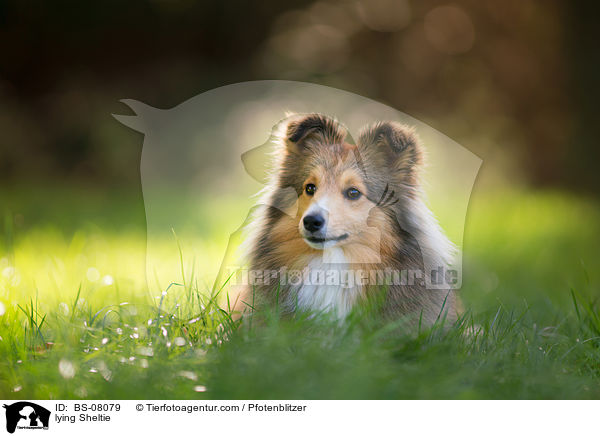 lying Sheltie / BS-08079