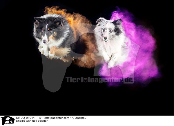 Sheltie mit Holi Pulver / Sheltie with holi powder / AZ-01014