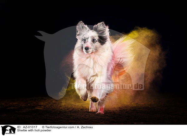 Sheltie mit Holi Pulver / Sheltie with holi powder / AZ-01017