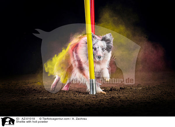 Sheltie mit Holi Pulver / Sheltie with holi powder / AZ-01018