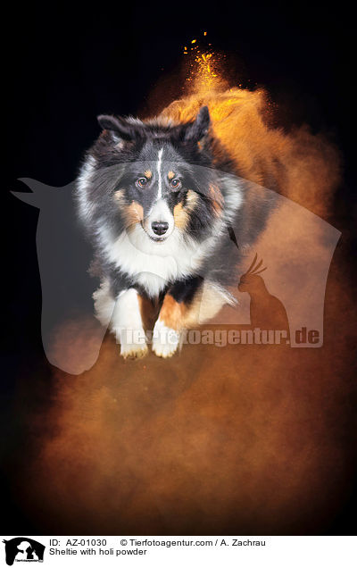 Sheltie mit Holi Pulver / Sheltie with holi powder / AZ-01030