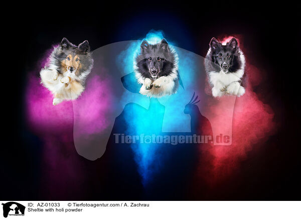 Sheltie mit Holi Pulver / Sheltie with holi powder / AZ-01033