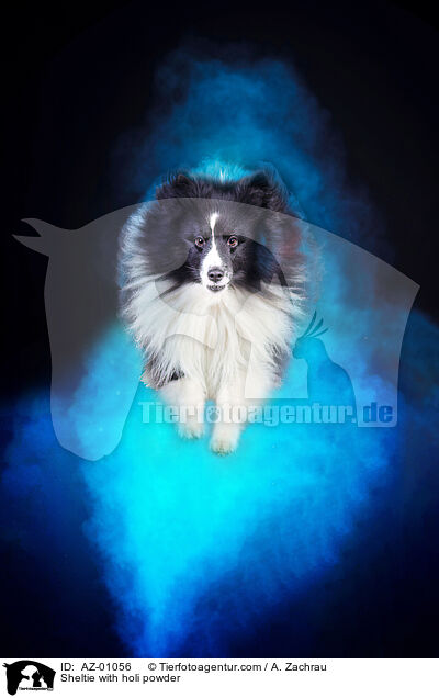 Sheltie mit Holi Pulver / Sheltie with holi powder / AZ-01056