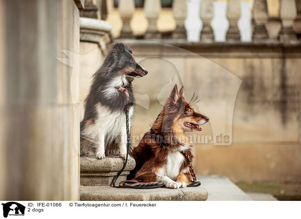 2 Hunde / 2 dogs / IFE-01066
