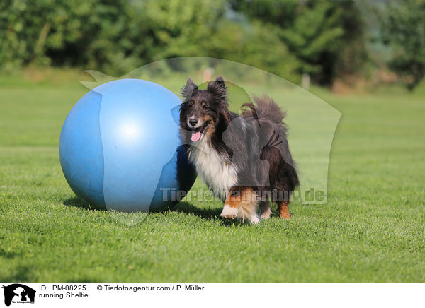 rennender Sheltie / running Sheltie / PM-08225