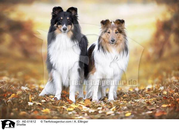 Sheltie / Sheltie / AE-01812