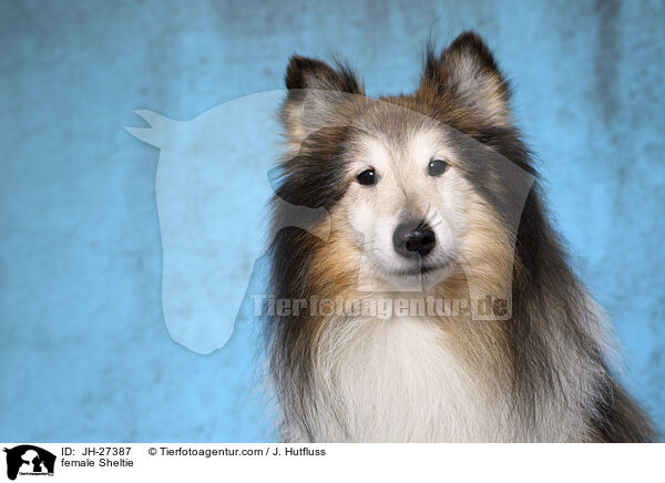 Sheltie Hndin / female Sheltie / JH-27387