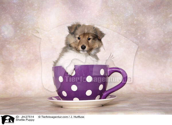 Sheltie Welpe / Sheltie Puppy / JH-27514