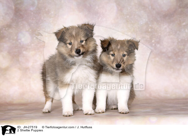 2 Sheltie Puppies / JH-27519
