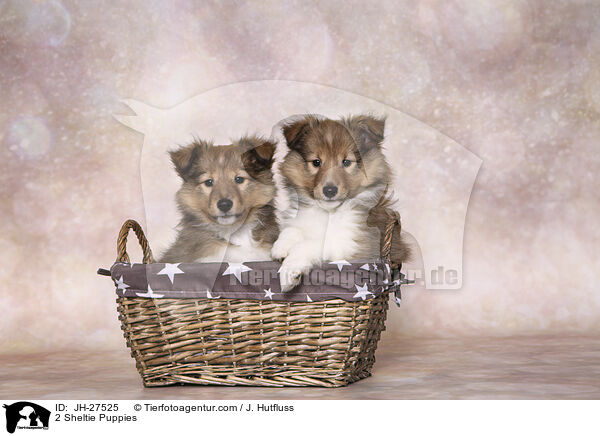 2 Sheltie Welpen / 2 Sheltie Puppies / JH-27525