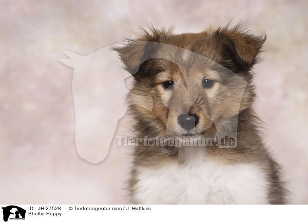 Sheltie Welpe / Sheltie Puppy / JH-27528