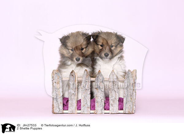 2 Sheltie Puppies / JH-27533