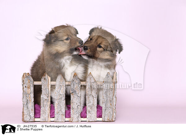 2 Sheltie Welpen / 2 Sheltie Puppies / JH-27535