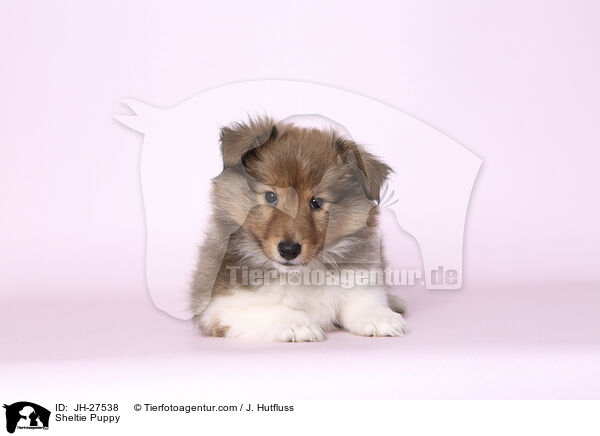 Sheltie Puppy / JH-27538