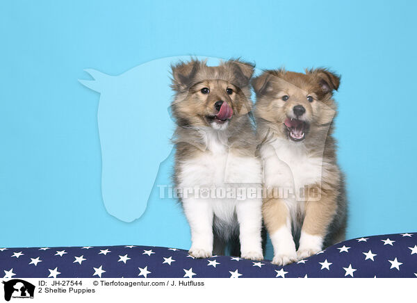 2 Sheltie Welpen / 2 Sheltie Puppies / JH-27544