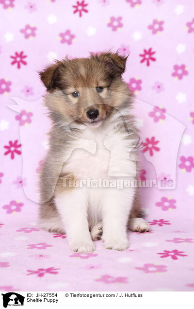 Sheltie Puppy / JH-27554