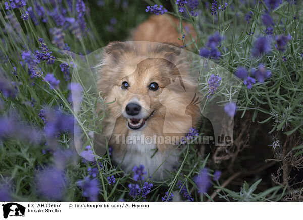 female Sheltie / AH-05057