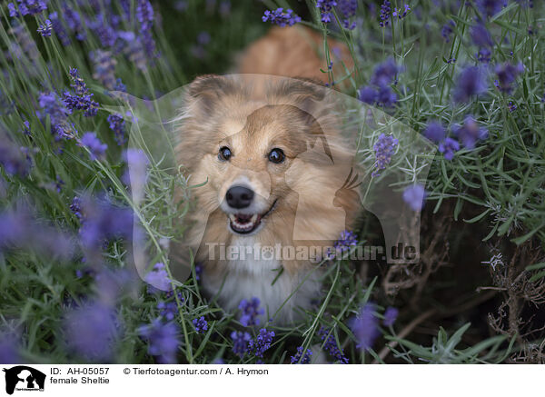 Sheltie Hndin / female Sheltie / AH-05057