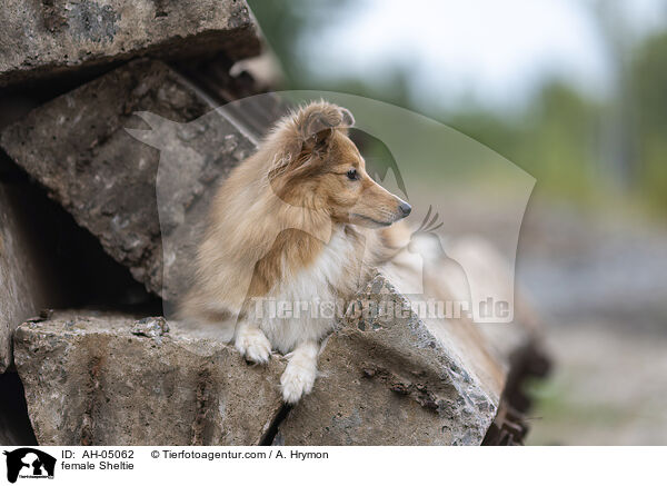 Sheltie Hndin / female Sheltie / AH-05062