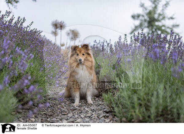 Sheltie Hndin / female Sheltie / AH-05067