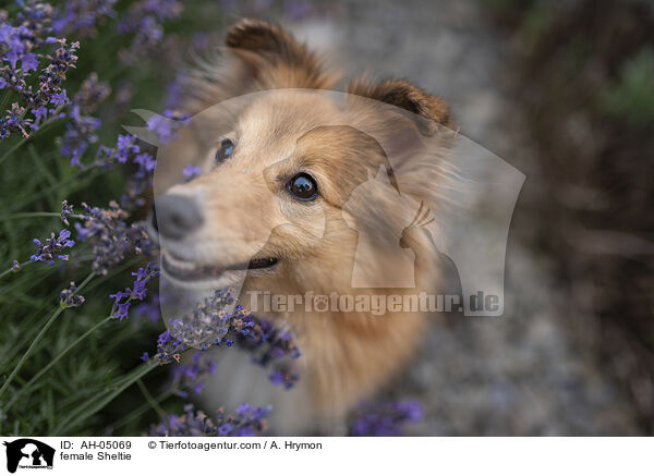 Sheltie Hndin / female Sheltie / AH-05069